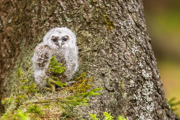 çok genç tawny baykuş (Strix aluco) ağacın tabanında çömeliyor