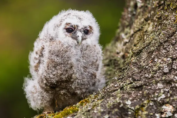 çok genç tawny baykuş (Strix aluco) yakın plan detayı