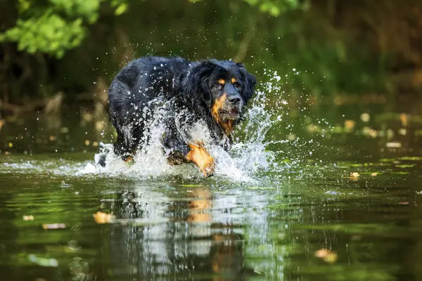 Erkek, siyah ve altın Hovie köpeği Hovawart suyun içinde koşuyor.