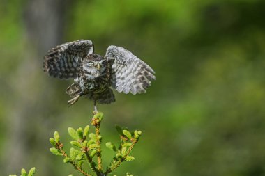 Küçük baykuş (Athene noctua) kalkmak üzere.