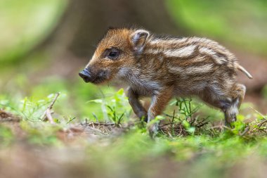 Genç yaban domuzu ormanda kayboldu.