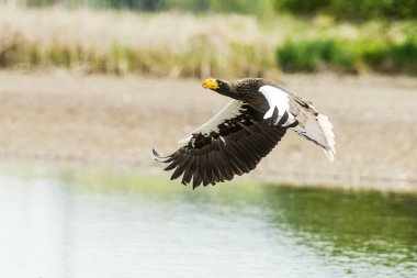 Yaşlı Steller 'in deniz kartalı (Haliaeetus pelagicus) suyun üzerinde uçuyor.