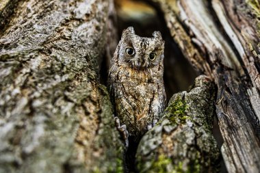 Avrasya baykuşu (Otus scops) bir ağaç deliğinde oturur.
