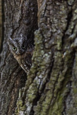 Avrasyalı baykuş (Otus scops), bir ağaçtan neşe içinde gözetliyor.