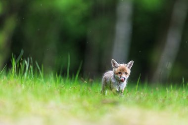 Köpek yavrusu kızıl tilki burnunu yalıyor.