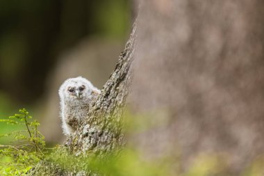 çok genç tawny baykuş (Strix aluco) yakın plan detayı