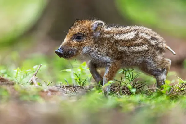 Genç yaban domuzu ormanda kayboldu.