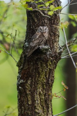 Avrasya baykuşu (Otus scops), ağaçta neredeyse görünmez.