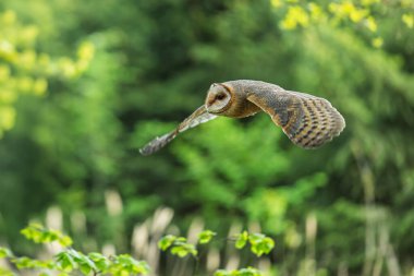 Ahır baykuşu (Tyto alba) ormanın yanında uçar