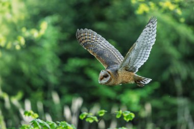 Ahırın baykuşu (Tyto alba) yeşil ormanın yanından uçar