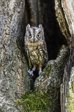 Avrasya baykuşu (Otus ötüyor) Bir ağacın oyuğunda