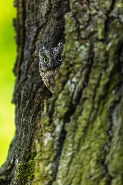 Avrasyalı baykuş (Otus scops), ağaçtan gizlice gözetliyor.