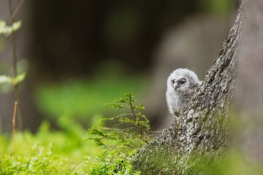 Tawny baykuşu (Strix aluco) ormanda terk edilmiş yavru