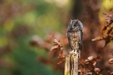 Avrasya baykuşu (Otus scops) ormanda bir sopa üzerinde