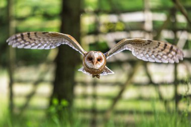 Ön uçuşta ahır baykuşu (Tyto alba)