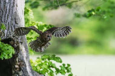 Tawny baykuşu (Strix aluco) ağaçtaki bir delikten uçuyor