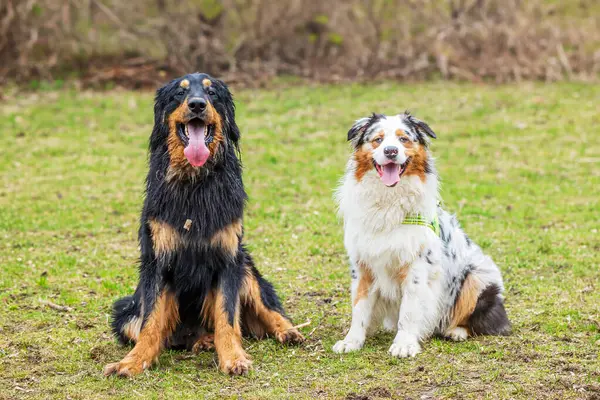 siyah ve altın Hovie köpek Hovawart iki portre