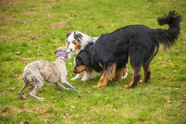 Siyah ve altın rengi Hovie köpeği Hovawart ve iki köpek daha.