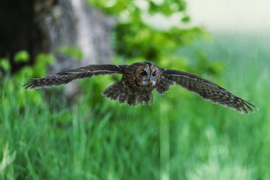 Tawny baykuşu (Strix aluco) alçaktan uçuyor