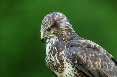 Eldivenli dişi akbaba (Buteo buteo)