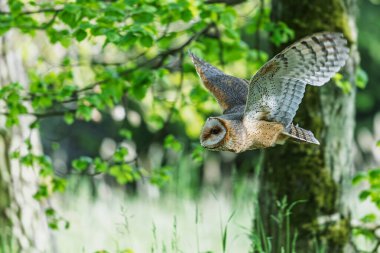 Ahırın baykuşu (Tyto alba) ormanın bir bölümünde uçuyor.