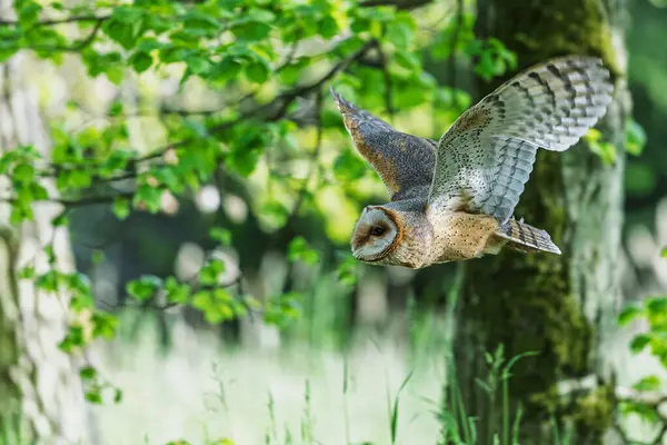 Ahırın baykuşu (Tyto alba) ormanın bir bölümünde uçuyor.