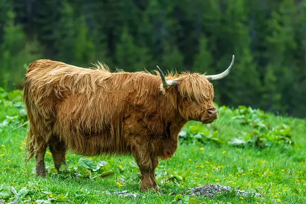 İskoçya Galcesi dağlarda yaşayan bir İskoç sığır türüdür.