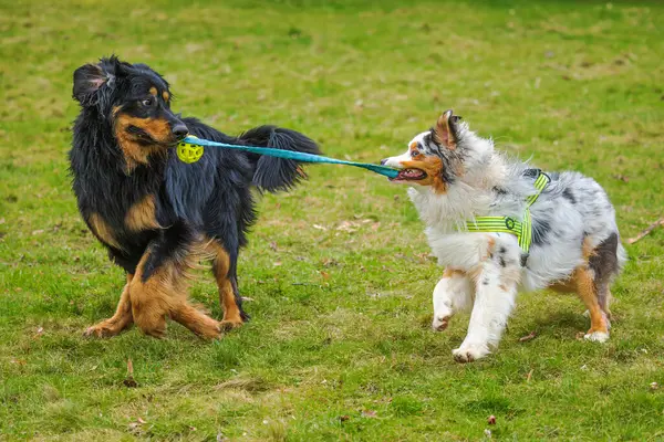 Siyah ve altın rengi Hovie köpeği Hovawart başka bir köpekle oyuncak çekiyor.