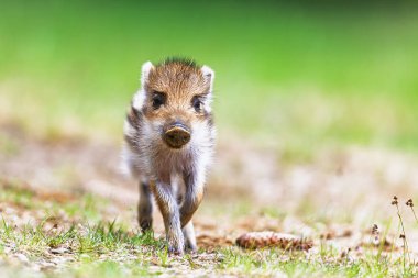 Genç yaban domuzu (Sus scrofa) çok yakın bir portre