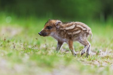 Genç yaban domuzu (Sus scrofa) ormandaki çimlerde yürüyor