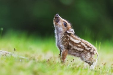 Genç yaban domuzu (Sus scrofa) yukarı bakıyor