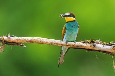 Avrupa arı yiyici (Merops apiaster) küçük bir arı yakaladı