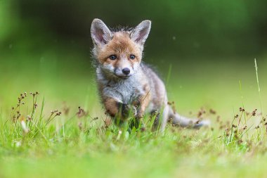 Köpek yavrusu kızıl tilki (Vulpes vulpes) çimlere doğru yaklaşıyor.