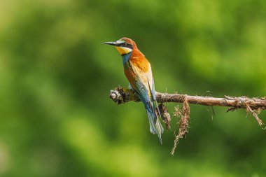 Avrupa Arı Yiyen (Merops apiaster) Bir dal üzerindeki portre