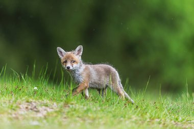 Yavru kırmızı tilki (Vulpes vulpes) yana bakan gözler