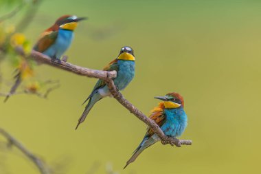 Avrupa arı yiyicisi (Merops apiaster) bir dalda biraz keskinlik ile üç
