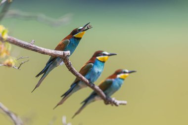Avrupa arı yiyicisi (Merops apiaster), bir arı yutan üç kuşun dibidir.