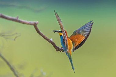 Avrupa arı yiyicisi (Merops apiaster) dallarında avıyla