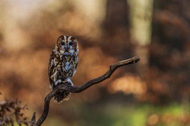 Tawny baykuşu (Strix aluco) doğal ortamda güzel bir konuma sahiptir.