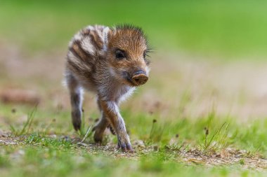 Genç yaban domuzu (Sus scrofa) çimenlerde yiyecek bir şeyler arıyor.