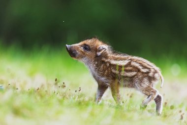 Genç yaban domuzu (Sus scrofa) vahşi bir yavrunun doğal ortamdaki ayrıntıları