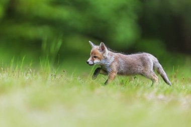 (Vulpes vulpes) çimenler üzerinde koşan doğal bir manzarada