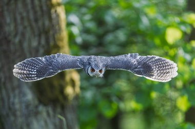 Kuzey beyaz yüzlü baykuş (Ptilopsis leucotis) vahşi bir arazide uçar.