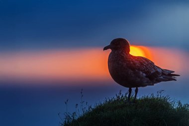 Büyük Skua (Stercorarius skua) gün batımında kayalık bir uçurumda sakince oturuyor..