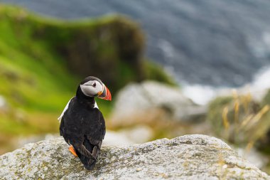 Bir Atlantik martısı (Fratercula arktica) denize bakan yıpranmış bir kaya çıkıntısı üzerinde tetikte durur..