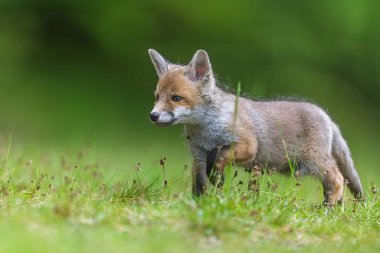 Genç kızıl tilki (Vulpes vulpes) ihtiyatlı bir şekilde çimenlerin üzerinde yürür, uyanık gözler ve kaldırılmış pençeler ile.