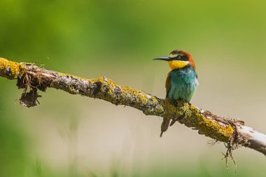 Avrupalı bir arı yiyici (Merops apiaster), yumuşak doğal ışıkla kaplı sarı bir dala sakince tünemektedir..