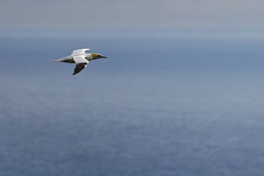 Bir kuzey sümsük kuşu (Morus bassanus) alacakaranlık gökyüzünde sessizce süzülür, uzun kanatları süzülürken zarafet ve hassasiyetle ufkun üzerinde süzülür..
