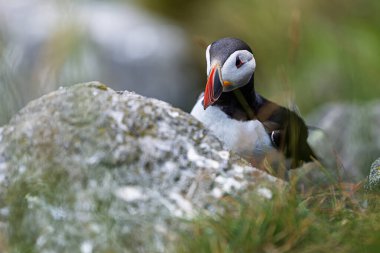 Bir martı (Fratercula arktica), yıpranmış kıyı taşlarının arasında çimlerin arasında gizlidir..
