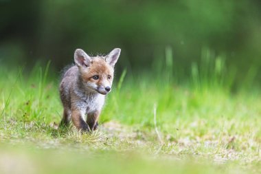 Kırmızı tilki yavrusu (Vulpes vulpes) bahar günü parlak yeşil çayırlarda dikkatlice adımlar atar..